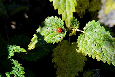 Natura pura - Posto di ristoro al maso Pirchhof
