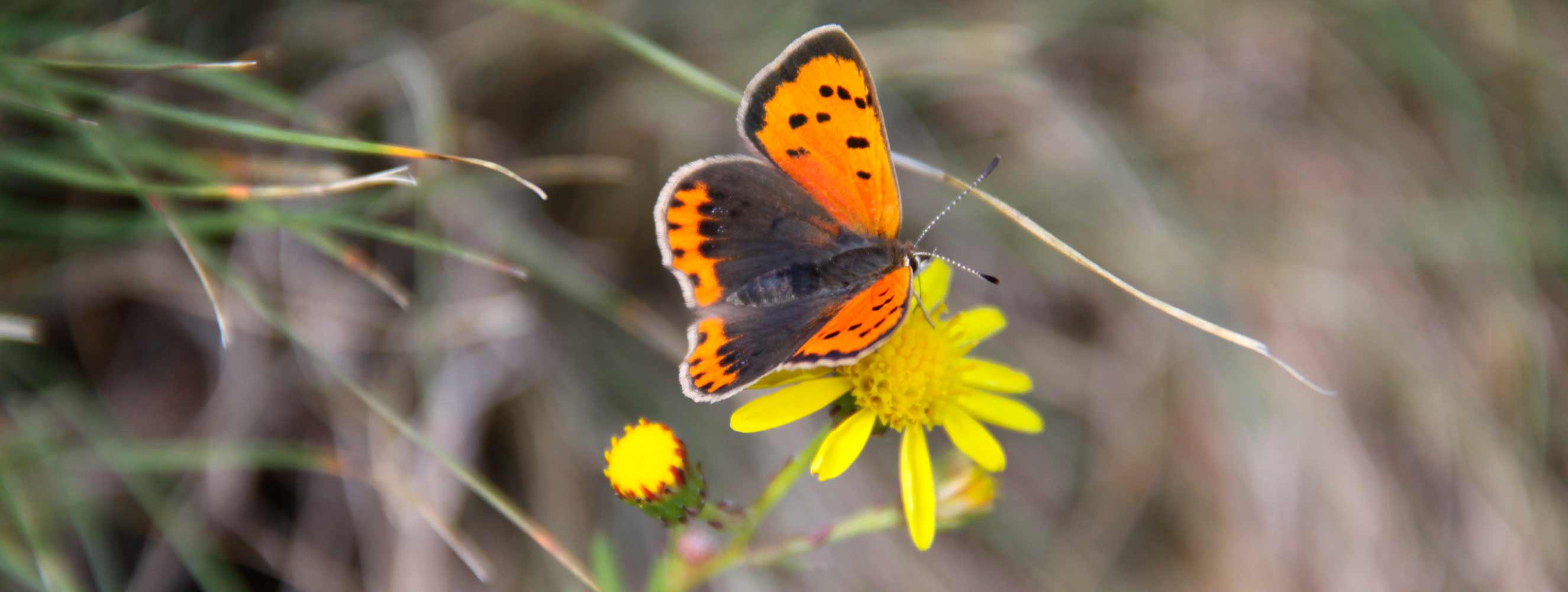 Wanderparadies Texelgruppe